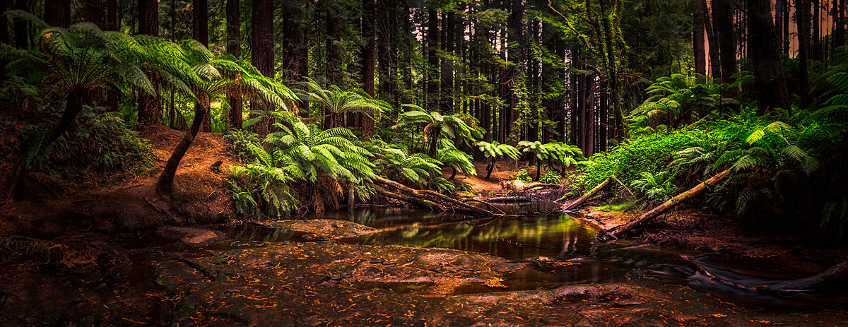landscape photography, nature photography, The Redwoods, Otway Ranges, Beech Forest, tree ferns, rainforest, Aire valley, Victoria, Australia