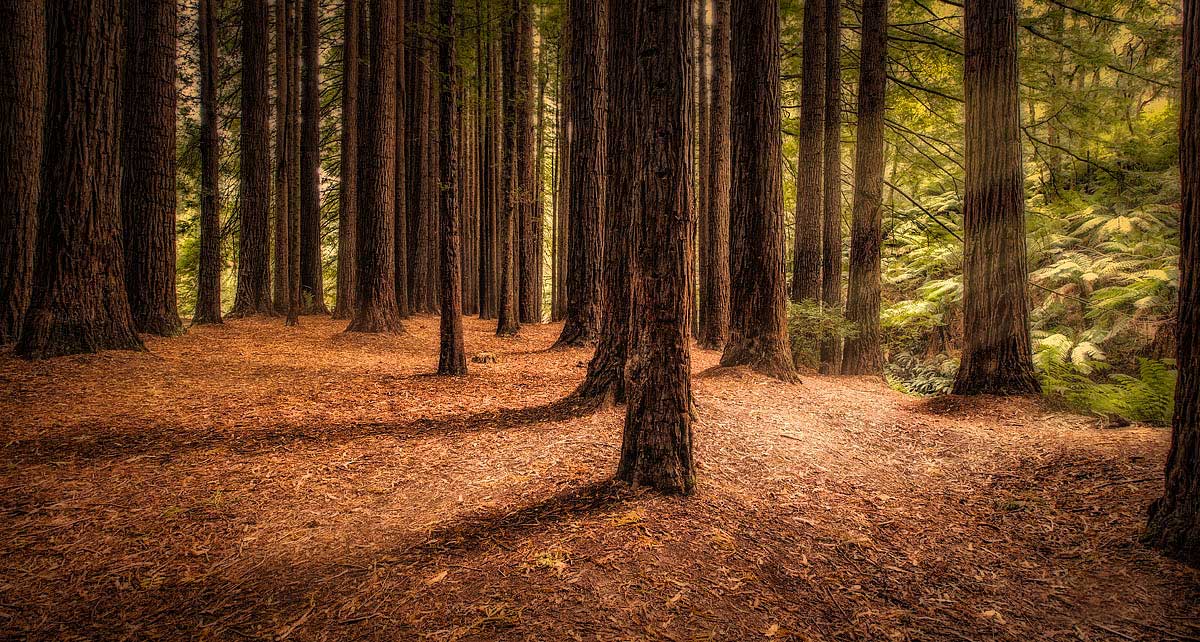 landscape photography, nature photography, The Redwoods, Otway Ranges, Beech Forest, redwood trees, redwood forest, sequoia trees, Aire valley , Victoria, Australia